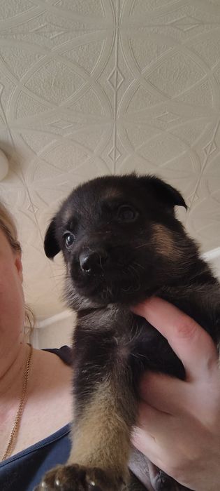 Щенки немецкой овчарки