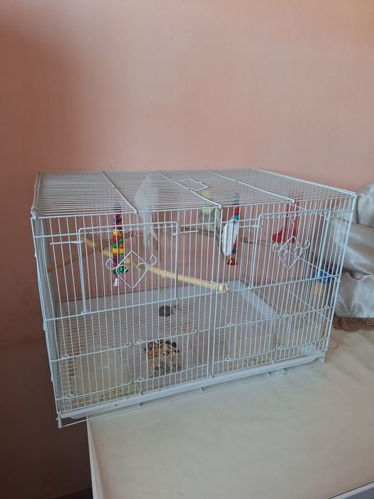 Поющие Кареллы  папугай +клетка