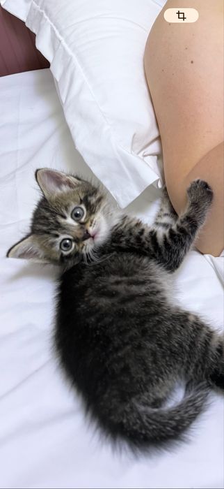 Отдам котенка бесплатно