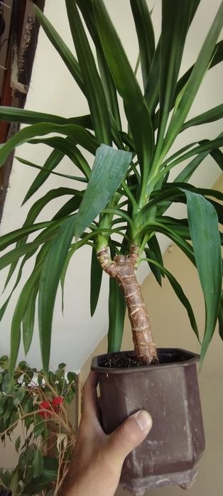 Палми Юка 40 до 180см