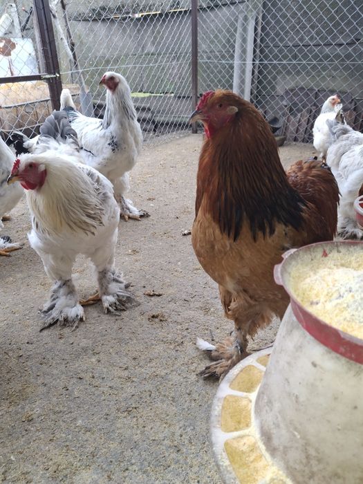 Vând 3 cocoși Brahma ,sau schimb cu puicuțe  Brahma!