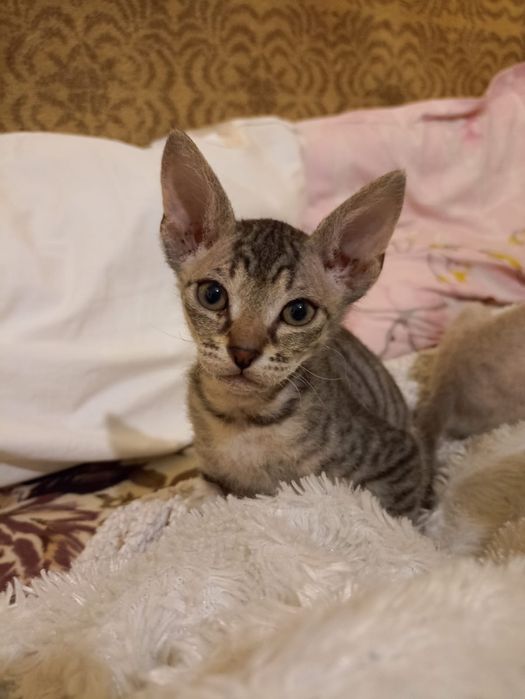 Продам котят браши 2