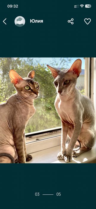 Продам удивительных котят петерболдиков