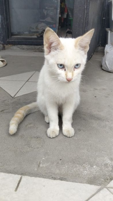 Котята бесплатно