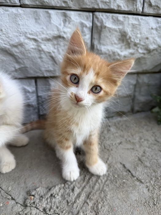 Отдам котят в добрые руки