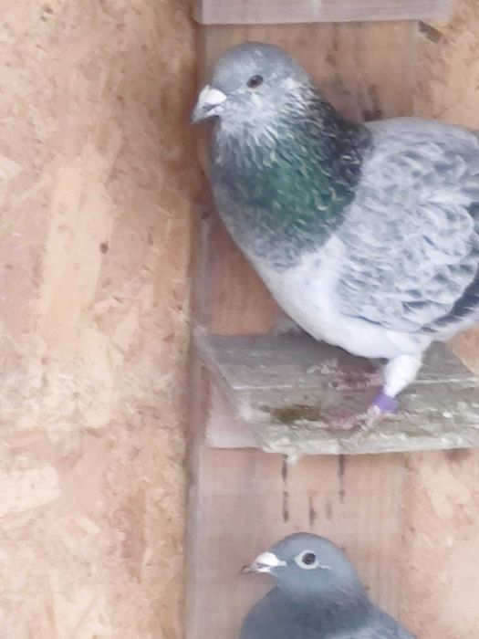 Vând porumbei voiajori