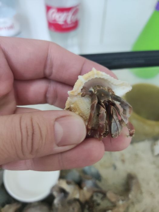 Рачки-отшельники вместе с террариумом