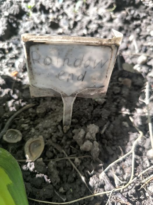 Продам хосты в горшках