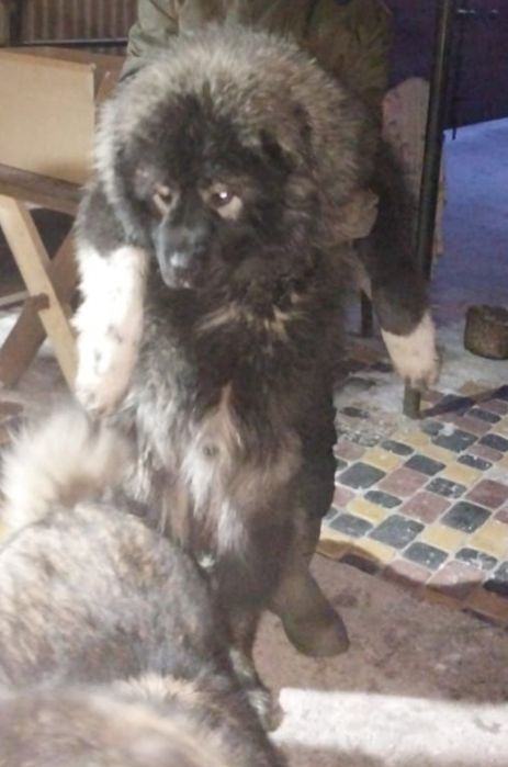 Кавказская овчарка вязка