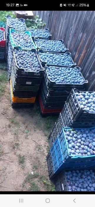Prune naturale pentru țuică – aromă autentică și producție bogată