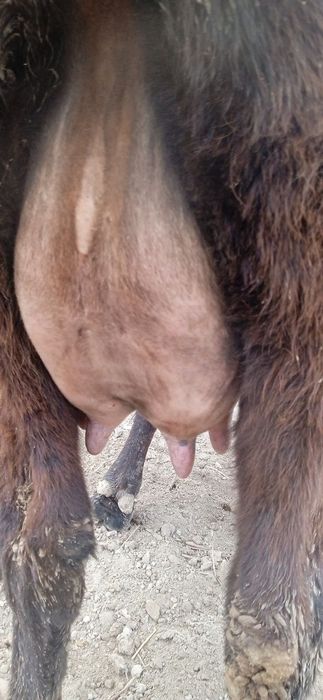 Жондор калсо олдига