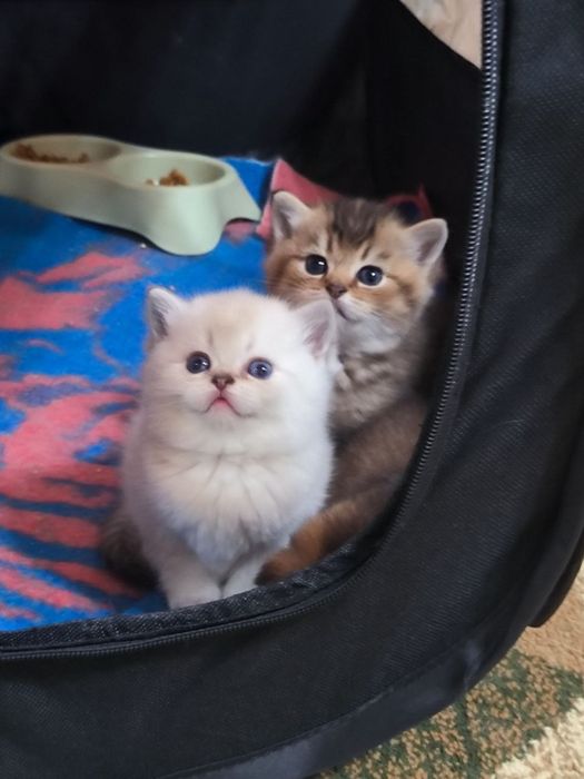 Котенок шиншилла