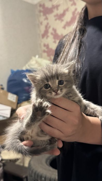 Котят отдам даром