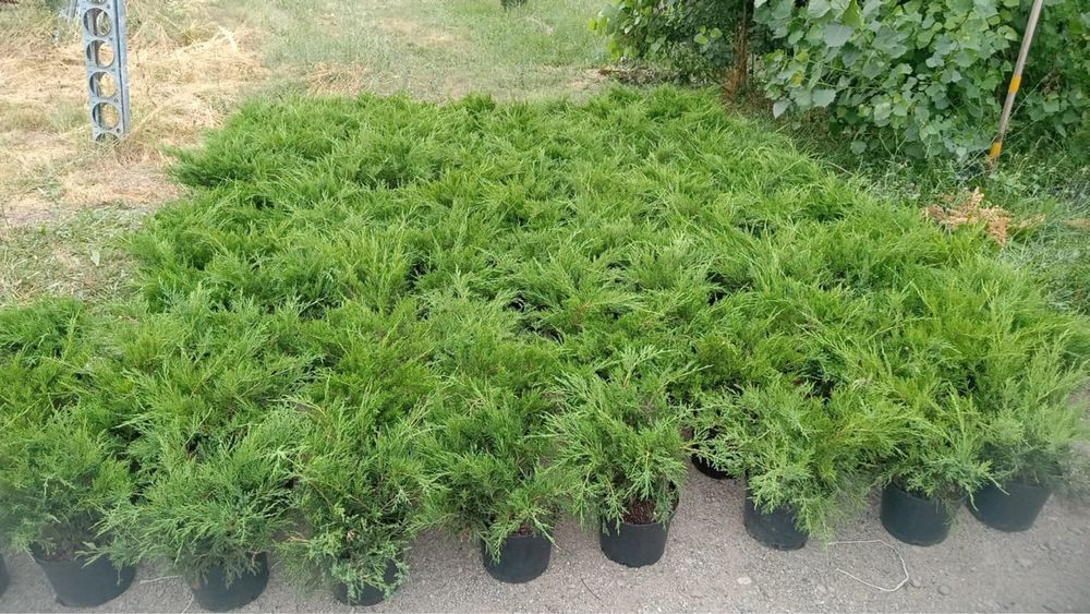 Туя Смарагд Можжевельник