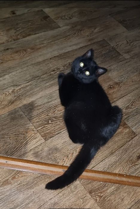 Малыш ищет дом. Доставлю!