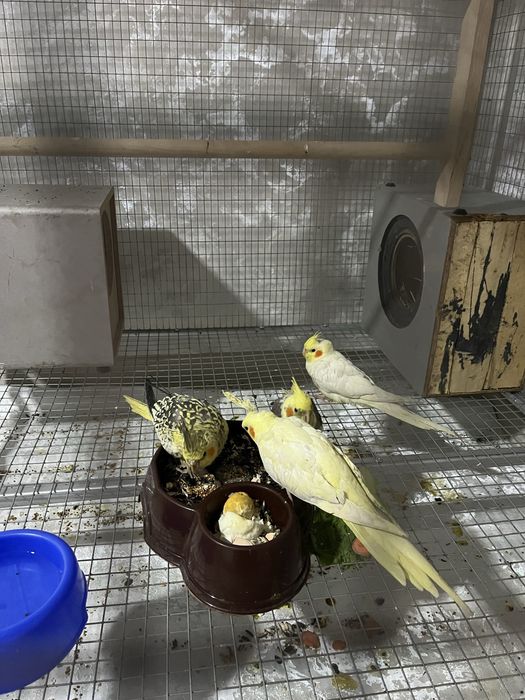 Ручной домашний попугай