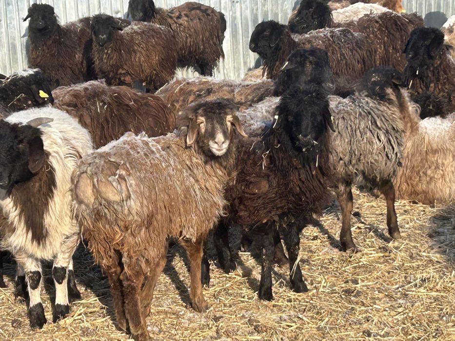 Продам, курдючных овец