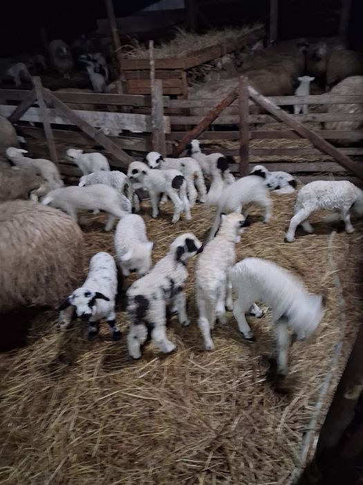 Vând oi țurcane cu miei,Bistrița.