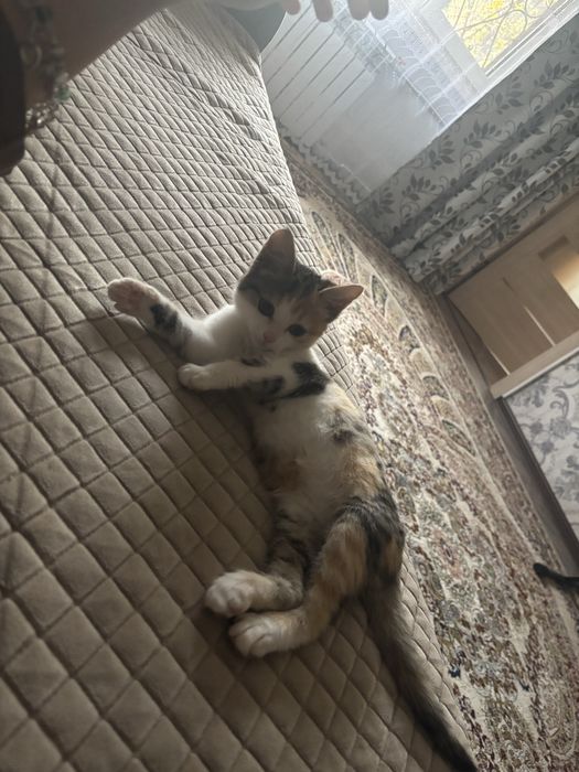 котенок трехцветный