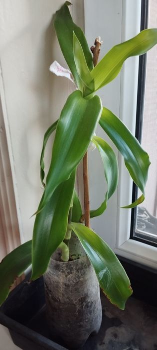 Отдам золотой ус.