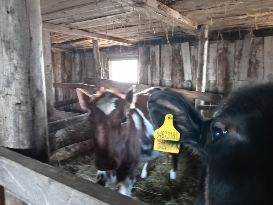 Продам телят ...