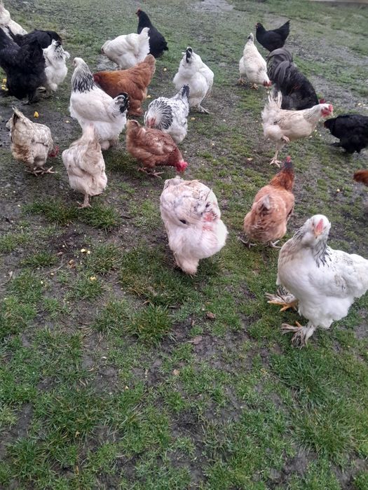 Vînd puici si gaini de anul trecut tot ce se vede este de casa