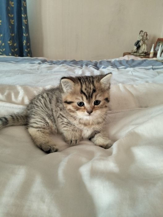 Котенок Золото шиншилла