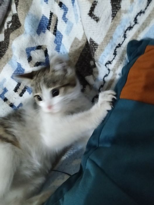 кошечка. 2 месяца