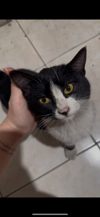 Котенок мальчик в добрые руки