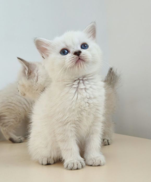 британские котята