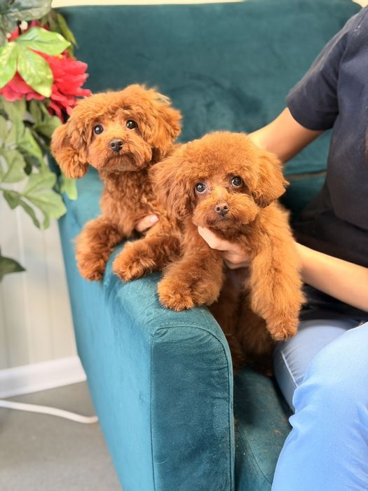 Той Пуделчета момиченца на 6 и на 7 месеца червени