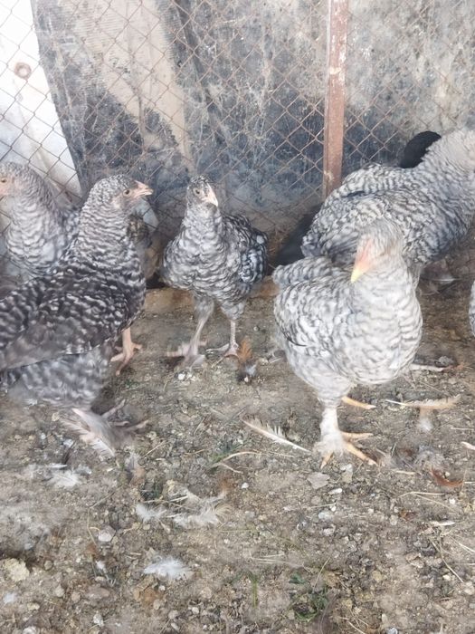 Продам куры домашние