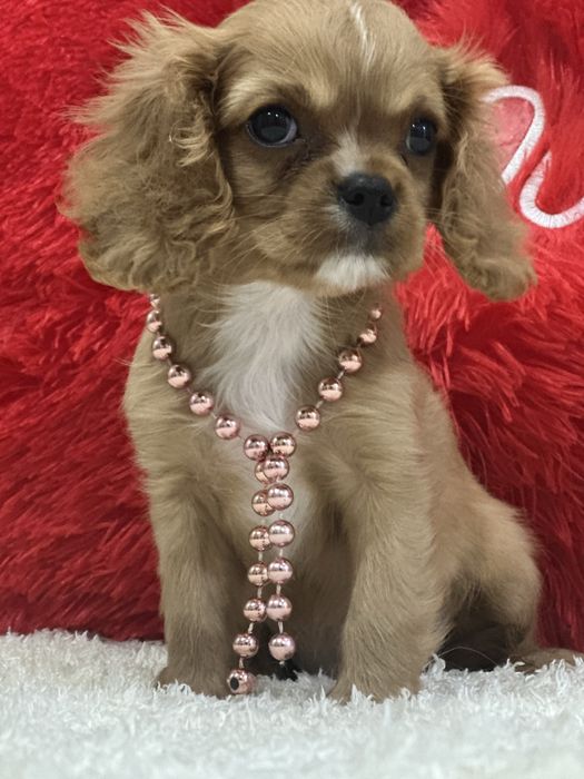 Очаровательная девочка кавалер кинг чарльз