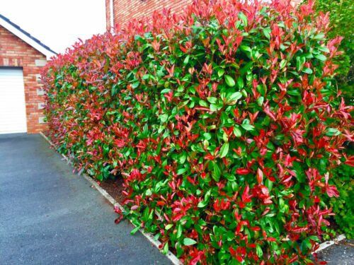 Photinia (Gard Viu )