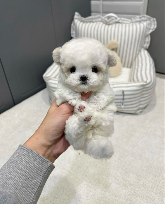 Bichon maltez mini toy
