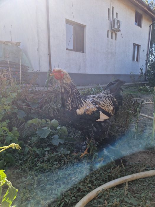 Cocosi brahma de vanzare