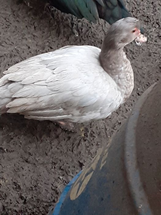 Vând rate lesesti și ouă și bobocei