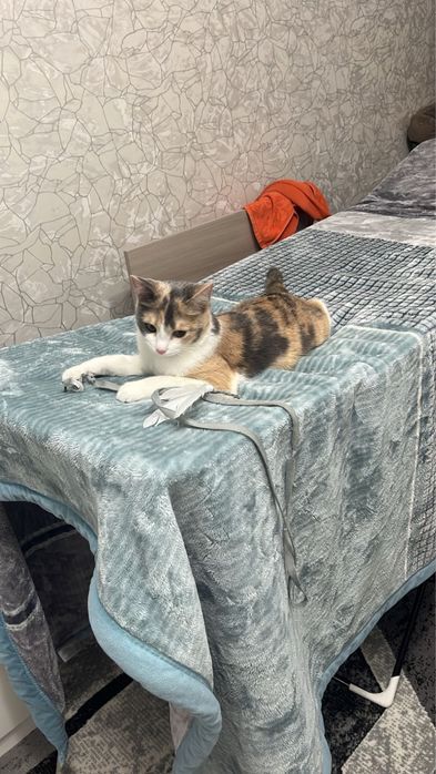 Отдам кошку в добрые руки