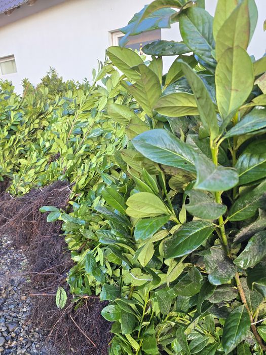 Laur Englezesc Novita - 80-100cm,  Ramificat