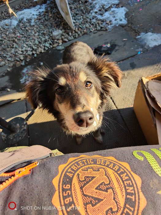 Отдам щенка в добрые руки