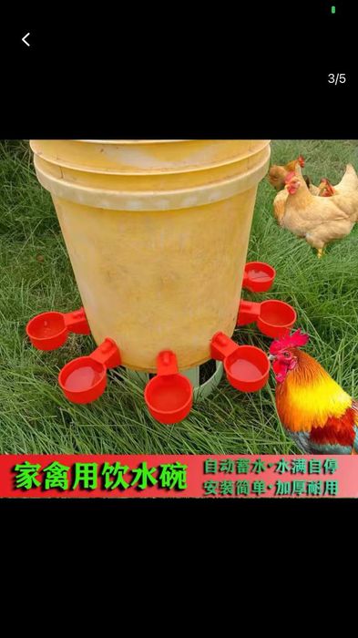 Товук жужалар сув идиши