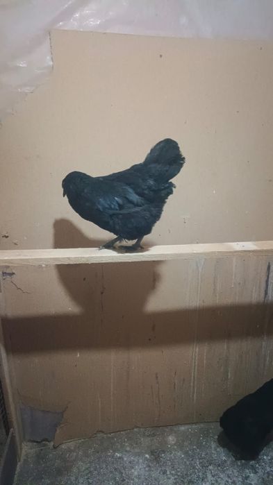 Ухейилюи тауықтар сатылады