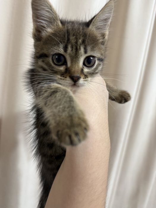 Котенки, 1 мальчик и 2 девочки