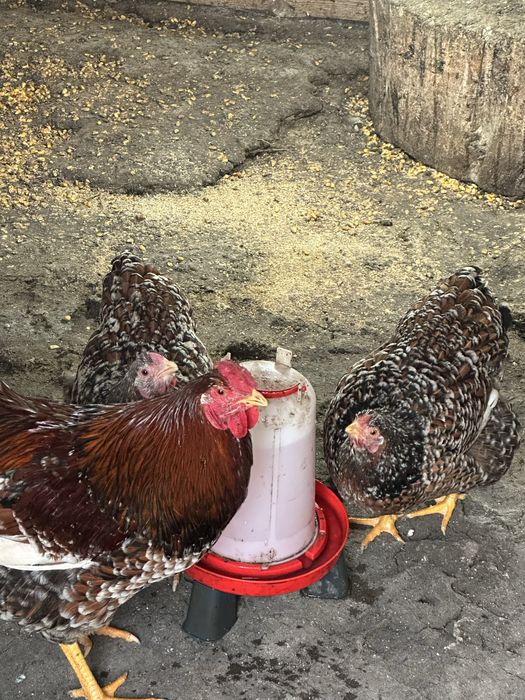 Vand oua de incubat Wiandotte si Sussex