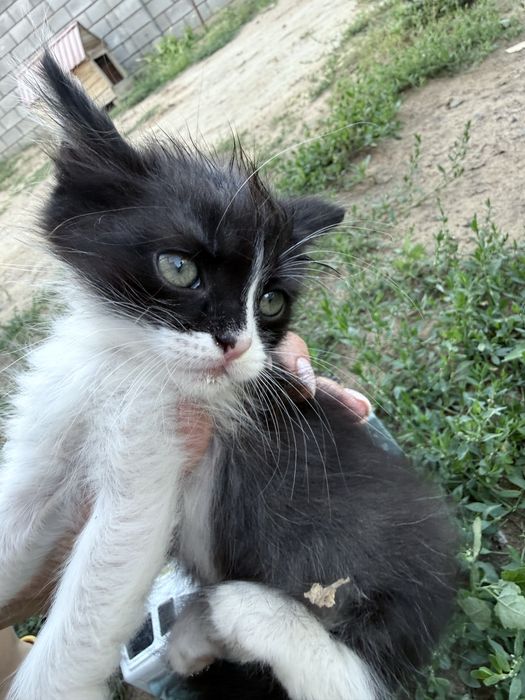 Отдам котят в добрые ручки