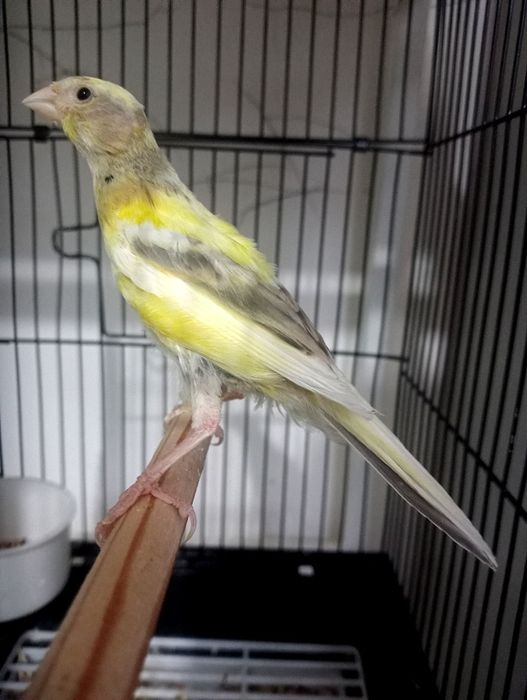 Kanareka avle maladoy sotiladi