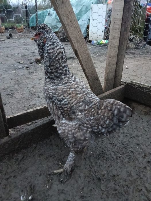 De vânzare Ouă de găină moțate pentru incubat