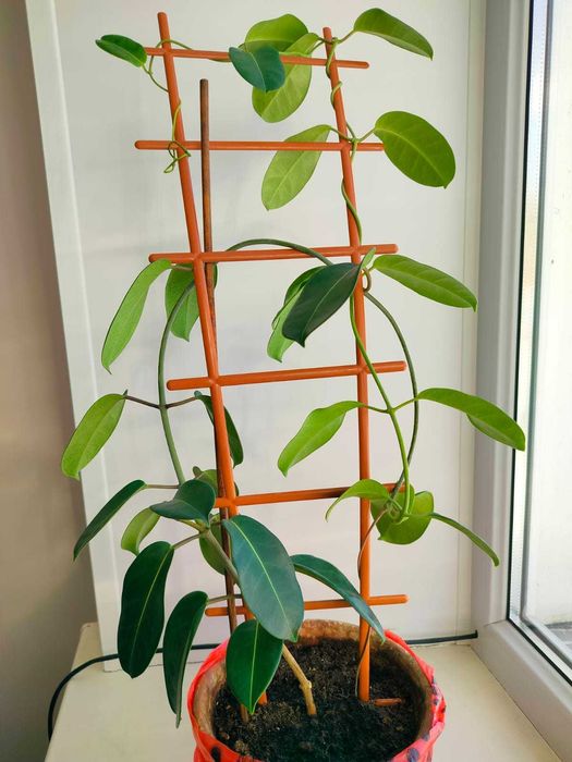 Комнатный цветок Стефанотис