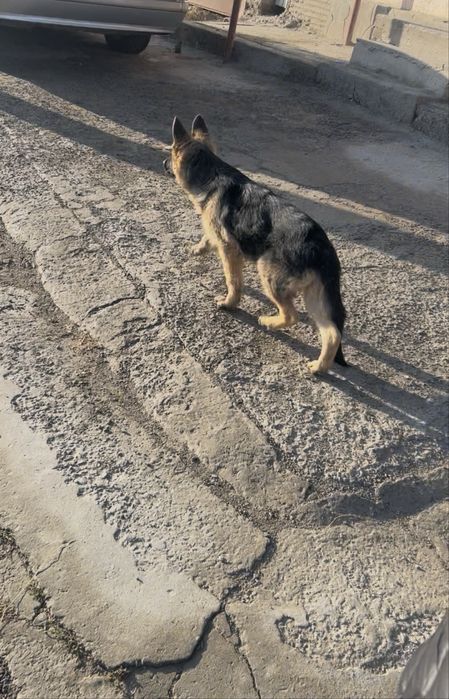 Авчарка кушык сатылады