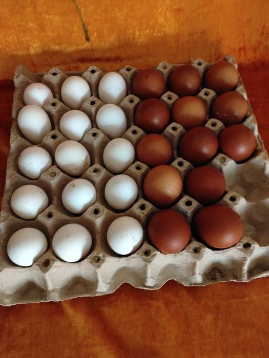Ouă de Marans negru aramiu și moțate olandeze albe
